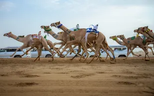 انطلاق النسخة الثامنة لمهرجان الهجن بجوائز تتجاوز 50 مليون ريال 