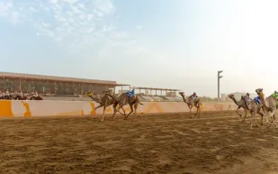 الهجن السعودية تتصدر اليوم الثاني من مهرجان ولي العهد بـ13 فوزًا