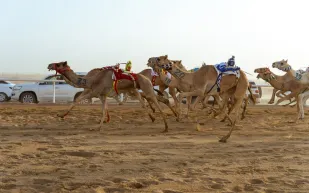 جوائز تتجاوز 400 ألف ريال.. اتحاد الهجن يحتفي باليوم الوطني السعودي بسباقات الجنادرية