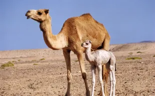 تبوك: ناقة تلد حواراً بوجه يشبه وجه الإنسان (صورة)