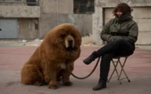 جرو الدرواس التبت بمليوني دولار في الصين.