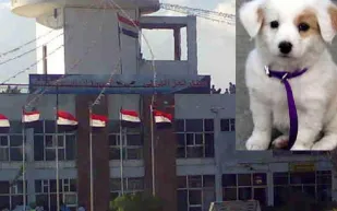 كلب يغير مسار طائرة يمنية ويمنعها من الهبوط