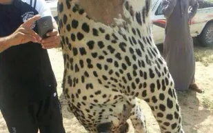 سعودي يقتل اخر نمر عربي في وادي نعمان