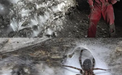 اكتشاف مذهل في كهف غامض.. آلاف العناكب تتعاون لبناء شبكة عملاقة! (فيديو)