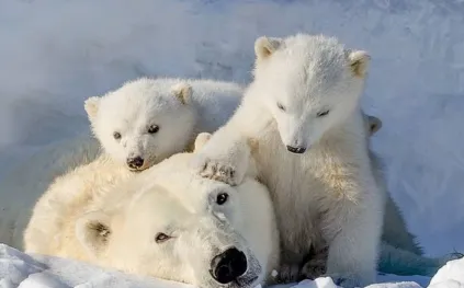 لحظات مؤثرة تسجلها العدسة: صغار الدببة القطبية تتشبث بوالدتها (فيديو)