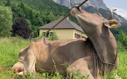 البقرة فيرونيكا تدفع العلماء لإعادة النظر في ذكاء الماشية (فيديو)