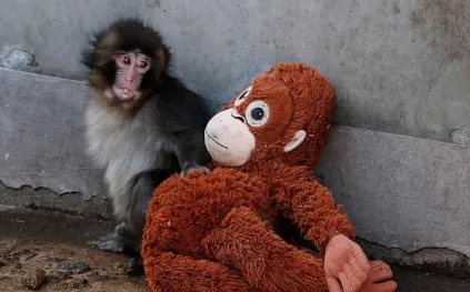 أشهر قرد في العالم لم يعد وحيدًا.. تحول مفاجئ يلامس القلوب (فيديو)