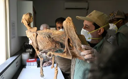 اكتشاف فهود محنطة يعيد كتابة تاريخ الحياة البرية في السعودية