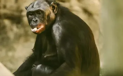 قرد بونوبو يحطم نافذة واقية بحديقة حيوان.. لماذا أغضبه الزوار؟ (فيديو)