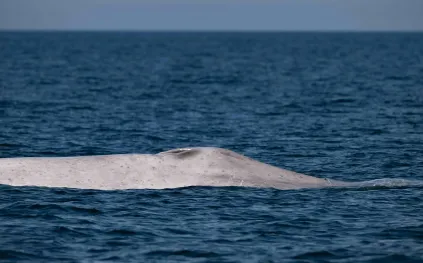 ظهور حوت أزرق "ألبينو" نادر قبالة السواحل المكسيكية