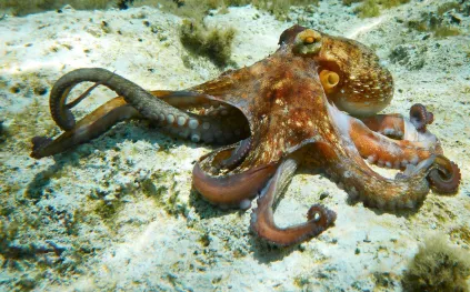 إذا اختفى البشر.. من الحيوان الأبرز لقيادة الأرض؟