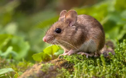 بعد 20 عامًا من التجارب.. هل الاستنساخ الجيني للبشر على وشك الانهيار؟ (فيديو)