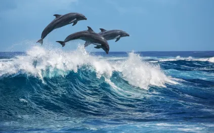 15 قدمًا فوق المحيط.. قفزة دولفين غير مسبوقة تثير الإعجاب