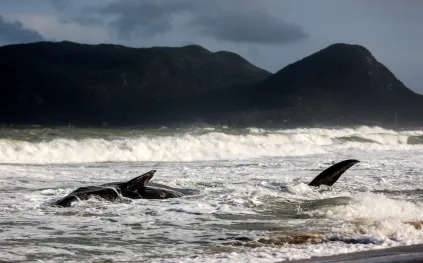 هل يمكن التواصل مع الحيتان؟ دراسة تكشف نظامًا لغويًا معقدًا