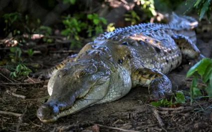 تمساح يقتحم الجولة الأخيرة من بطولة كلاسيك زيورخ للغولف! (فيديو)