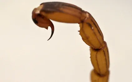 كيف تحول المعادن المخفية في مخالب العقارب وإبرها إلى أسلحة هجومية؟ العلم يجيب