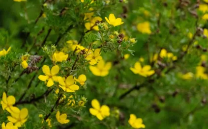 زهرة برية صغيرة قد تصبح سلاحًا ضد الجراثيم الخارقة