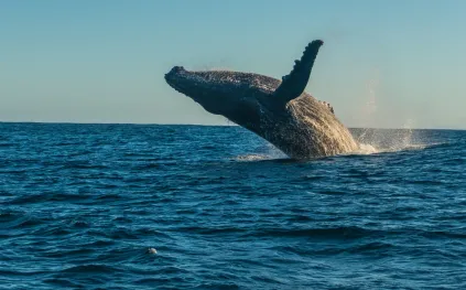 حوت عملاق يفاجئ راكب أمواج (فيديو) 