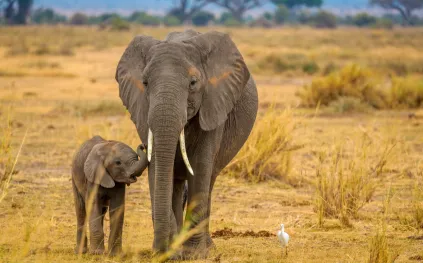 كيف ساهم أكل الفيلة في بناء عقل الإنسان؟
