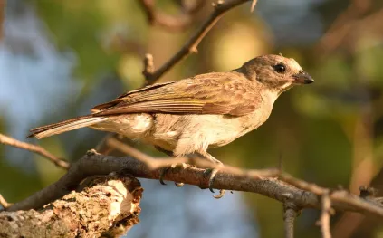 لغز علمي محير.. لماذا تخاف الطيور النساء أكثر من الرجال؟