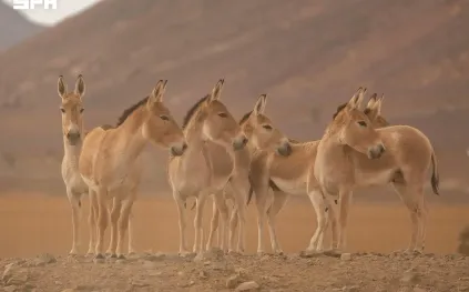 عودة حيوان غائب عن السعودية منذ قرن!