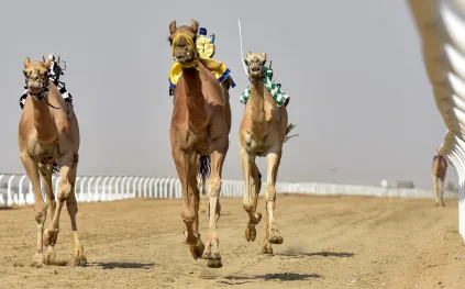 اتحاد الهجن يصدر دليلاً ماليًا لجوائز مهرجان ولي العهد بـ50 مليون ريال