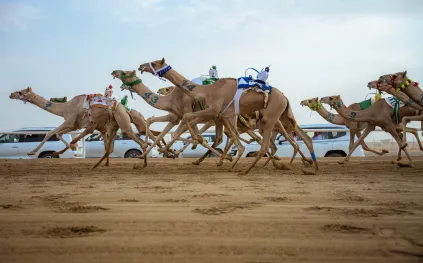 انطلاق النسخة الثامنة لمهرجان الهجن بجوائز تتجاوز 50 مليون ريال 