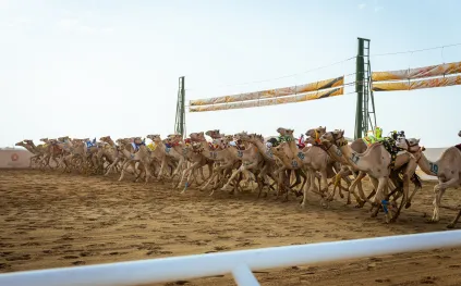 الهجن السعودية تتصدر انطلاقة «اللقايا» في مهرجان ولي العهد