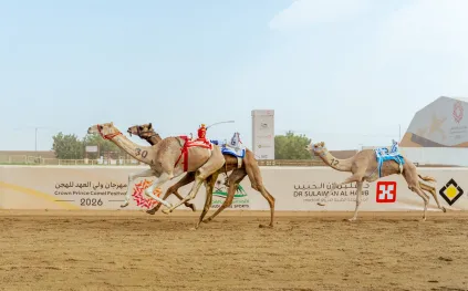 6 كؤوس تحسم منافسات «اللقايا» في مهرجان ولي العهد للهجن