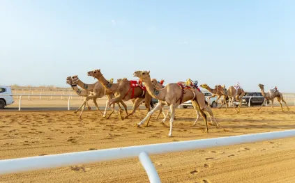 أرقام قياسية ومطايا بالملايين.. ماذا ينتظر عشاق الهجن في ختام مهرجان ولي العهد؟