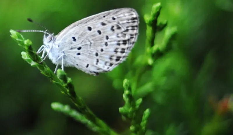 افتتاح أول حديقة فراشات في دبي في أواخر أيار/مايو 