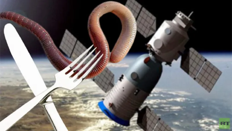 الديدان قد تصبح مصدرا لغذاء رواد الفضاء الصينيين   