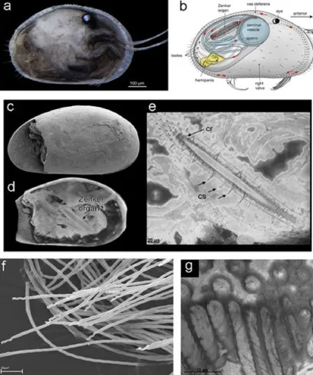 اكتشاف حيوانات منوية عمرها 17 مليون عام