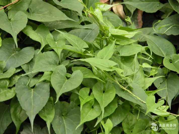 أول ابتكارات «إكسبو 2020»... شحن الهواتف بالنباتات 