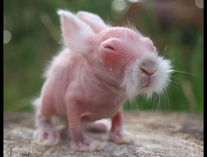 بالصور: 13 حيواناً سوف يدهشك شكلها دون شعر يكسوها