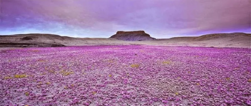سجادة الزهور البرية في صحراء كولورادو