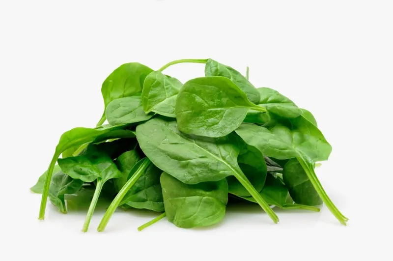 قريبًا.. السبانخ ستصبح وقودًا لسيارتك