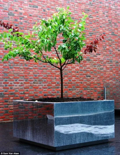 شجرة سحرية في أميركا تثمر 40 صنفاً مختلفاً من الفاكهة