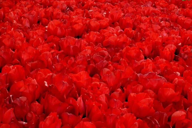 عزيزي الرجل...من الآن فصاعداً انتبِه من اللون الأحمر!