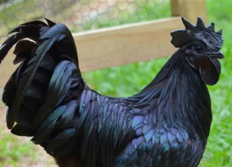 بالصور: "دجاج لامبورغيني" للبيع بـ 2500 دولار