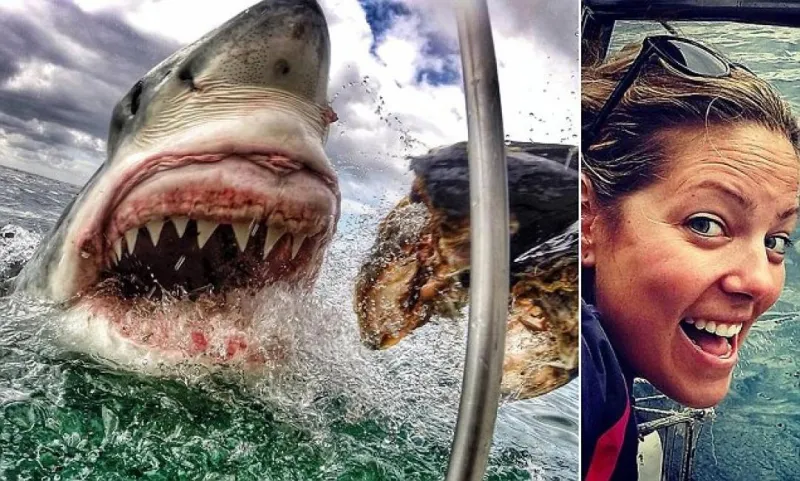 بالصور| أمريكية تلتقط صور جريئة في مواجهة أنياب قرش أبيض