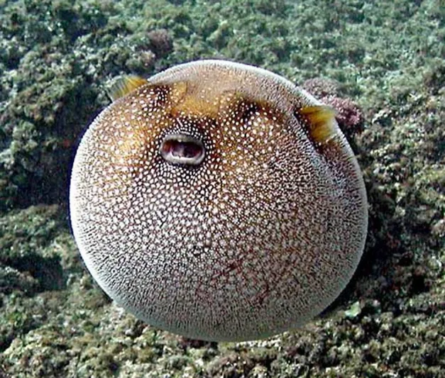 وجبة سمك تصيب عائلة برازيلية بالشلل