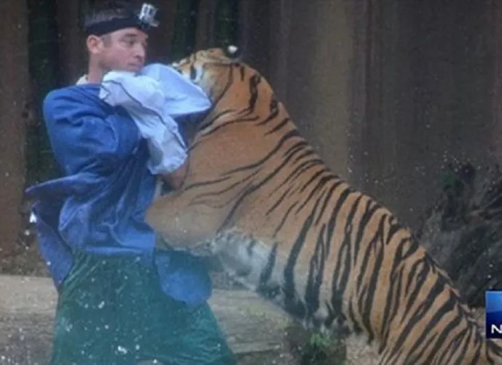 فيديو: نمر يهاجم مدربه خلال عرض بأستراليا