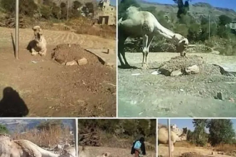 صور مؤثرة لجمل يرابط عند قبر صاحبه لليوم الرابع على التوالي