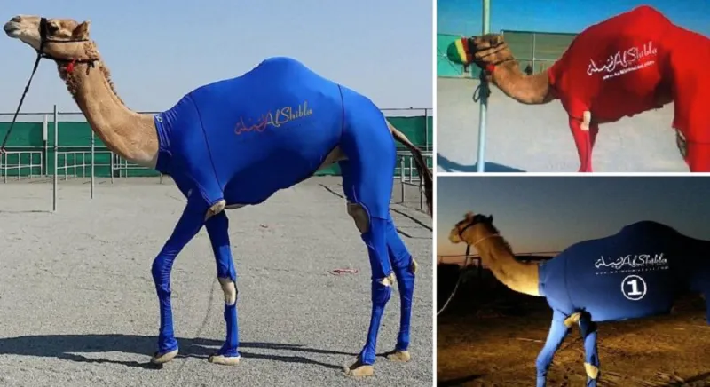 فيديو..ملابس رياضية فاخرة لتحسين أداء الإبل في السباقات بـ 1000 دولارا للقطعة