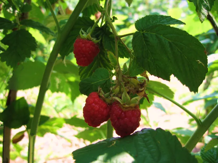 طريقة زيادة الحيوانات المنوية للرجال بهذه الأطعمة