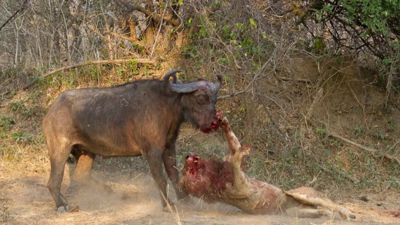 بالصور: الاسد الذي فضح الاسود