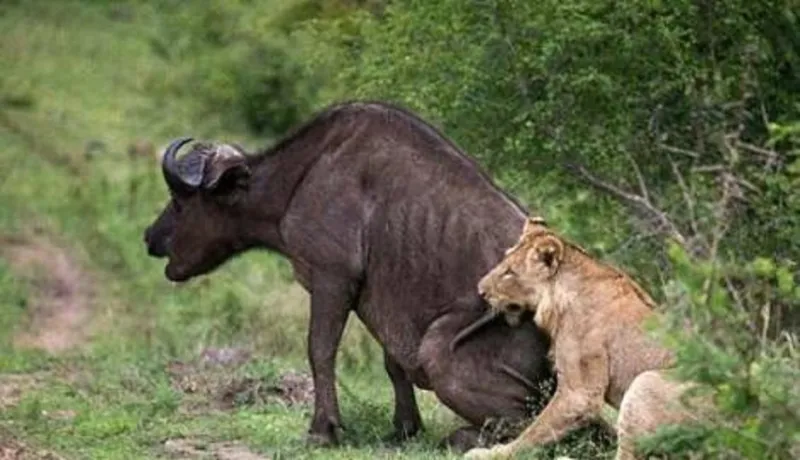 بالصور: الاسد الذي فضح الاسود