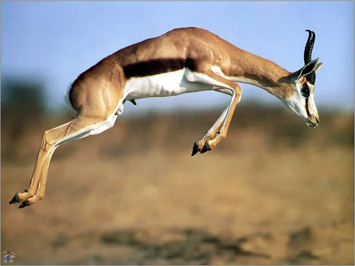 أسرع 5 حيوانات على كوكب الأرض