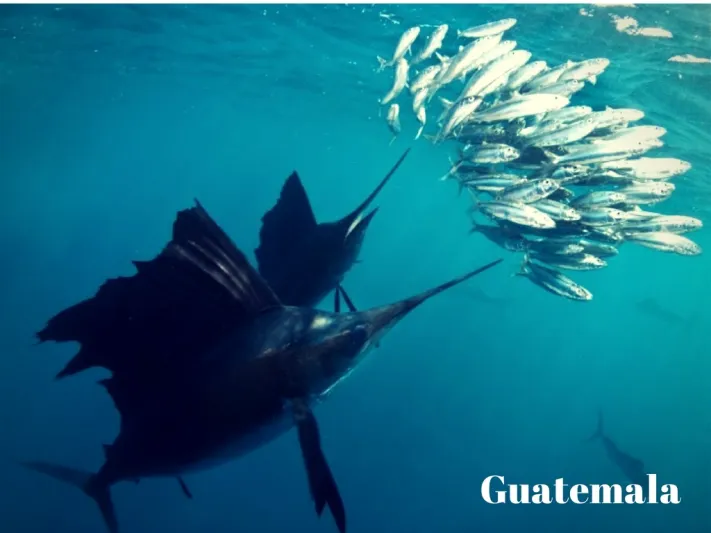 أسرع 5 حيوانات على كوكب الأرض